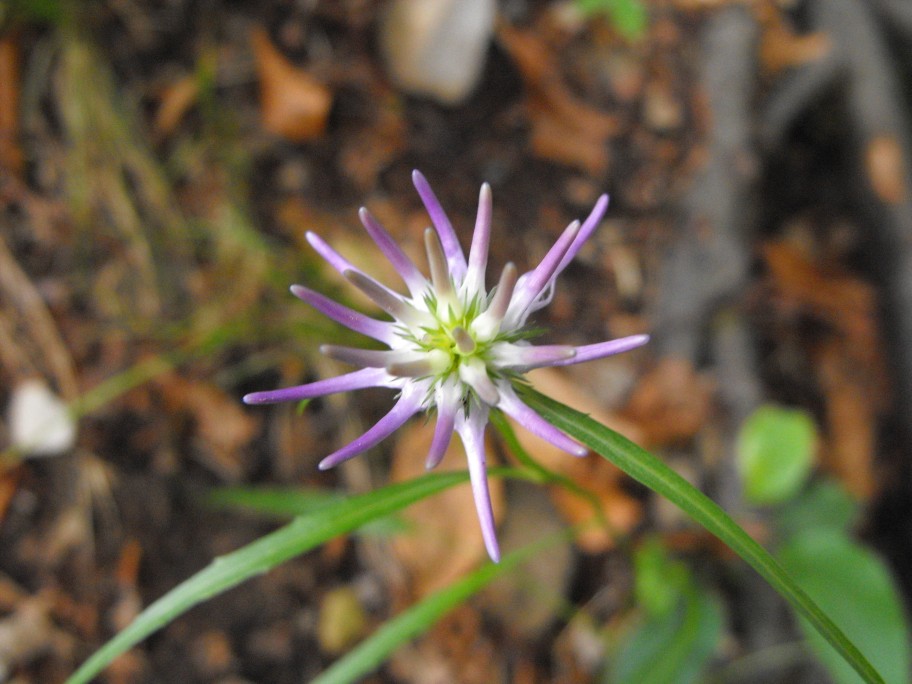 Montagne lecchesi - Phyteuma scheuchzeri